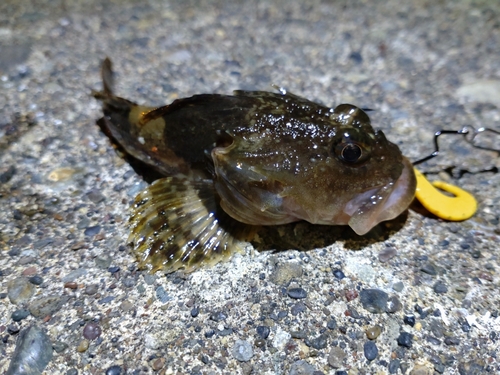 カジカの釣果