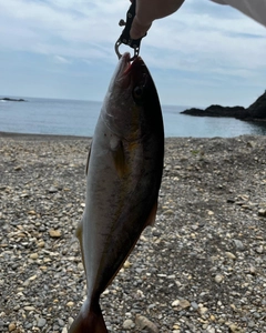 カンパチの釣果