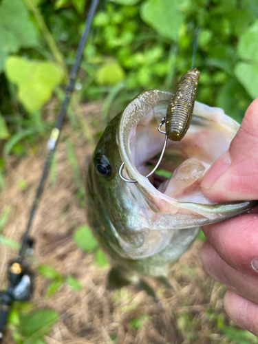 ニホンナマズの釣果