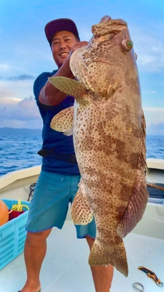 チャイロマルハタの釣果