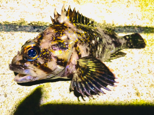 オウゴンムラソイの釣果