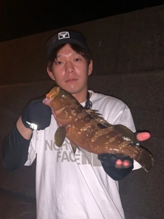 アコウの釣果