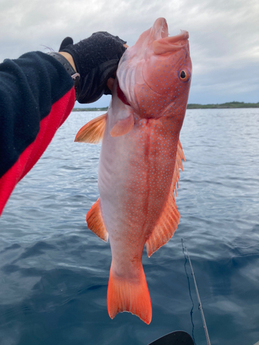 アカジンミーバイの釣果