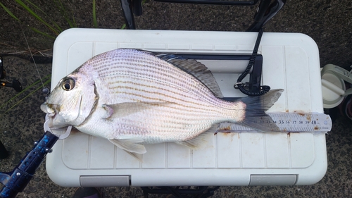 ヘダイの釣果