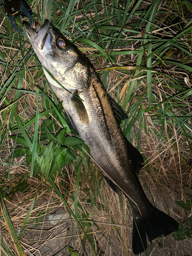 セイゴ（マルスズキ）の釣果