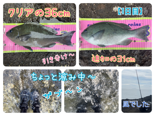 メジナの釣果