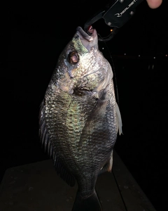 キビレの釣果