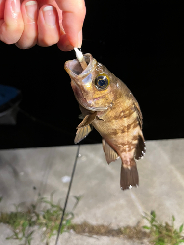 メバルの釣果