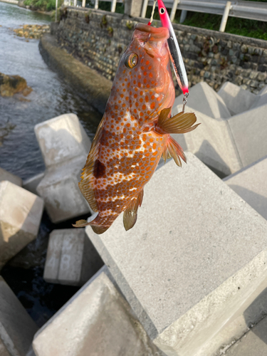 キジハタの釣果