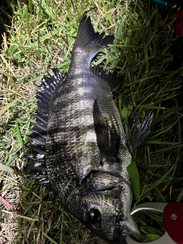 クロダイの釣果