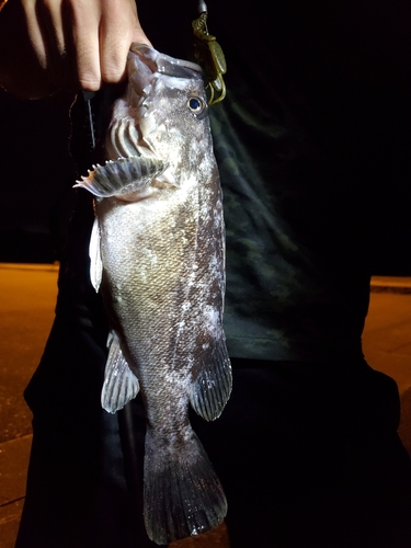 クロソイの釣果