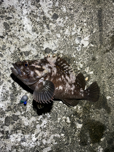 オウゴンムラソイの釣果