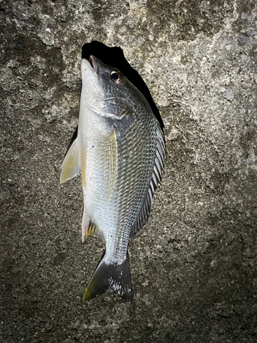 キビレの釣果