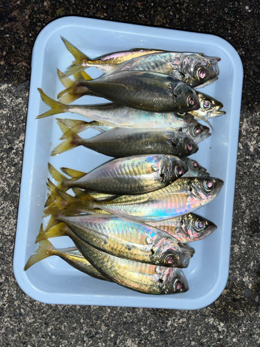 アジの釣果