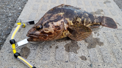 タケノコメバルの釣果