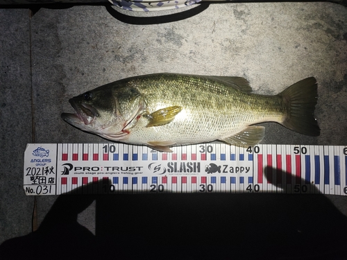 ブラックバスの釣果