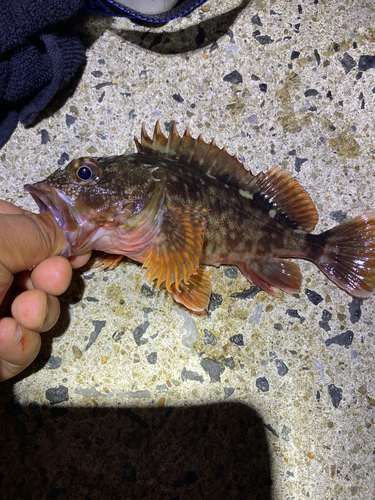 カサゴの釣果