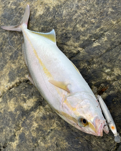 ショゴの釣果