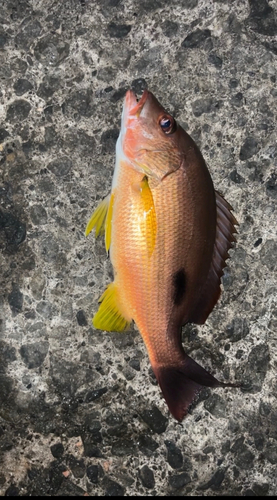 クロホシフエダイの釣果