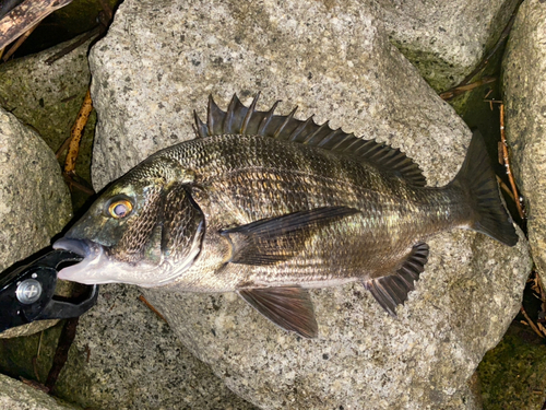 チヌの釣果