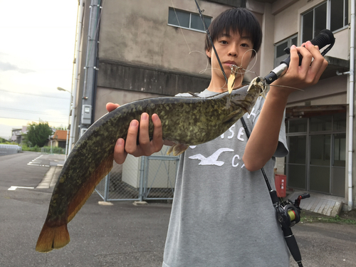 スネークヘッドの釣果