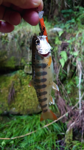 アマゴの釣果