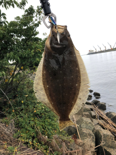 ソゲの釣果