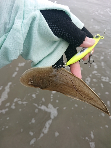 シタビラメの釣果