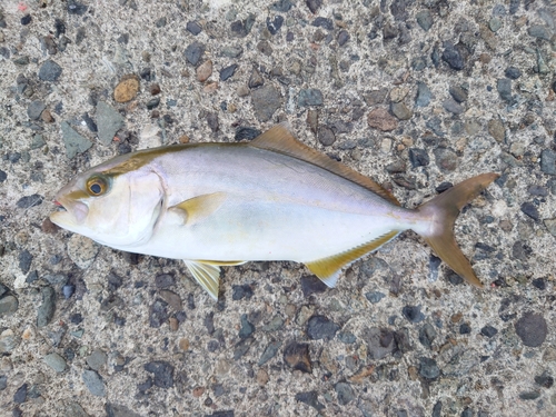 ショゴの釣果