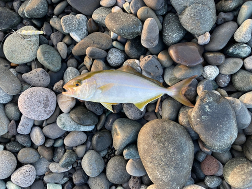 ショゴの釣果