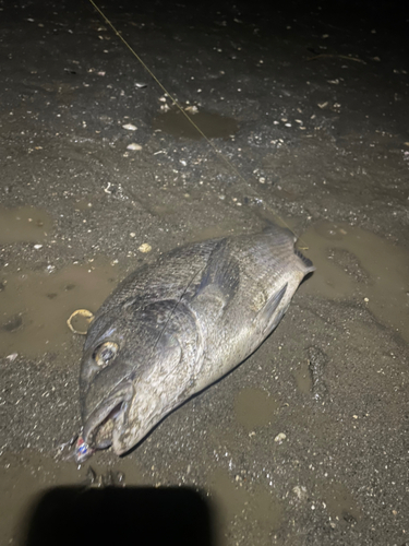 チヌの釣果