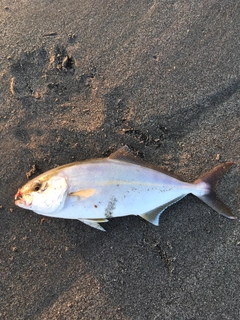 ショゴの釣果