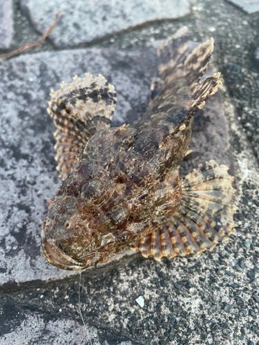 イヌカサゴの釣果