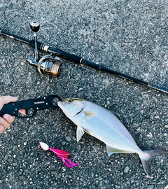 ショゴの釣果