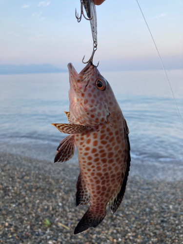 オオモンハタの釣果