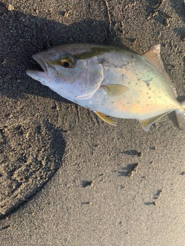 ショゴの釣果