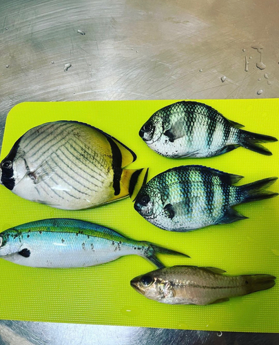 タイの釣果