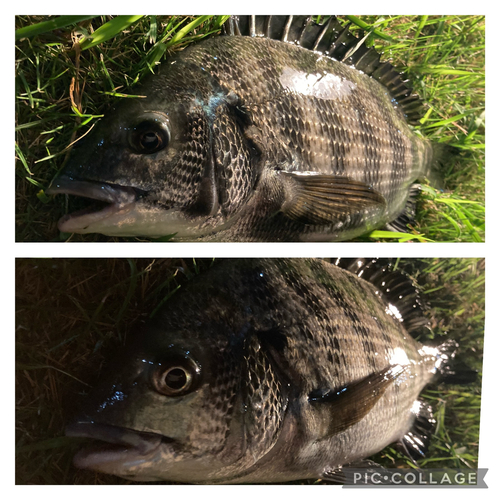 チヌの釣果