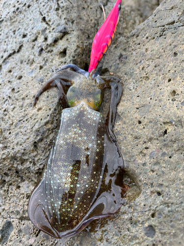 アオリイカの釣果