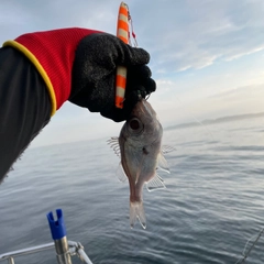 オオメハタの釣果