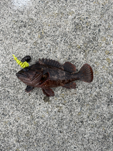 オウゴンムラソイの釣果