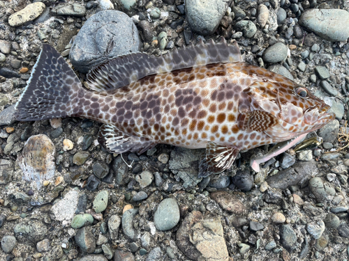 オオモンハタの釣果