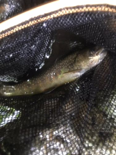 イワナの釣果