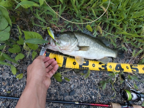 ブラックバスの釣果