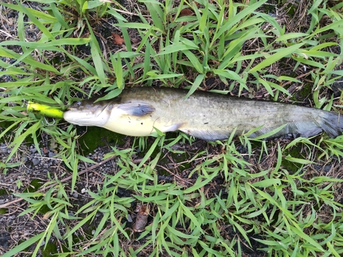 ナマズの釣果