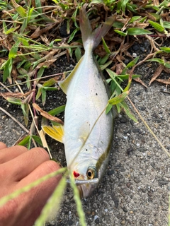 ショゴの釣果