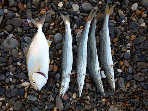 ショゴの釣果