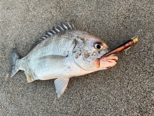 キビレの釣果