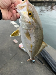 カンパチの釣果