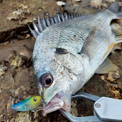 キビレの釣果